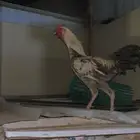 ديك باكستاني