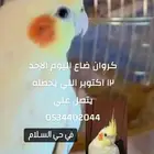 كروان ابيض بااصفر ضايع