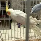 طيور روز جوز واحد كروان