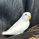 للبيع فرخ كروان و روز البينو