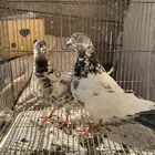 حمام بكستاني
