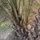فحال نخل للبيع ( ذكر نخل )