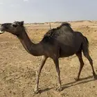 ناقه للبيع حايل تو ولدها معزول عنها