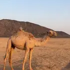 بكره مفروده شعلا طيبه
