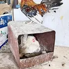 دجاج جبانيز ديك ودجاجه انتج الان واللون واضح