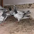 أربع أجواز هنود مع طبه و ثلاث فروخ