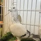 للبيع حمام زاجل ايس منتجه
