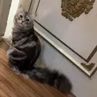 قط ذكر للتزاوج