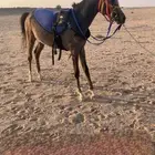 حصان جمال والبيع شعبي