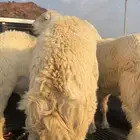 خرفان جبرة حرية