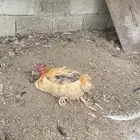 ديك كفر سليم في كسر في رجله فقط