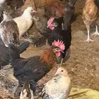 صوص بلدي