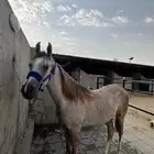 مهر واهو نسب قوي جدا  جدا  جدا  على السوم