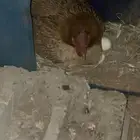 دجاجه حاضنه