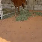 مهر شعبي