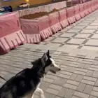 هاسكي للتبني