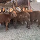 للبيع سواكن مرابي جذعان ثلاجه