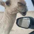 قعود على تمام الكنيت حوار 8 شهور وامه طيبه وابوه طيب الكويت