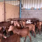 عرس عنقان واتيوس