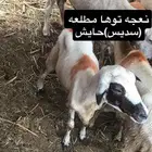 غنم للبيع