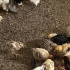 صيصان بلدي للبيع