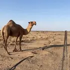 بعير دبياني اكبر بناته حقه