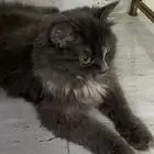 بسه اليفه