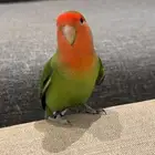 طير روز الليف