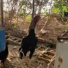 اعرض لكم ديك سندي باكستاني