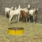 ماعز بيشيات صنف حليب سكر