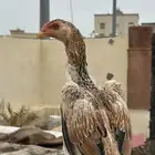 فروخ شاموو ياباني