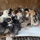 للبيع دجاج صغير وكبير بلدي
