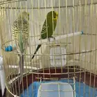 فرصه بيع جميله 4بادجي وزوج كروان تركيب جديد