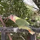 روز هدد داخلي وخارجي ((نشبه)) تم البيع