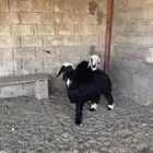 خرفان نجد وتيوس مندي