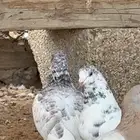 حمام بكستاني