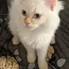 قط ذكر للتبني