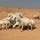 للبيع حريات العدد 31 بالفحل