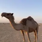 ضريبه شعلا