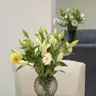 مندوب هدايا وتنسيق
