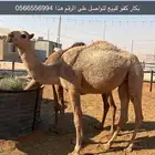 بكار للبيع