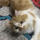 قطط