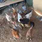 دجاج فروج للبيع الصحه ماشاءللله