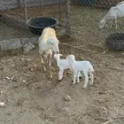 نعجه منتوج متاومه