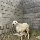 رخله