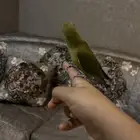 روز اليف داخلي