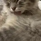 قط شيرازي للبيع