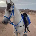 حصان