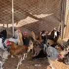 للبيع دجاج بلدي وا ديكه
