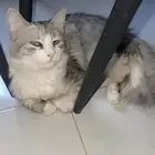 تبني بستين